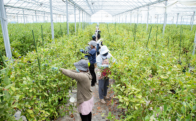 【2024年5月中旬以降順次発送】冷凍加工用ブルーベリー 1kg 【配送不可：離島】