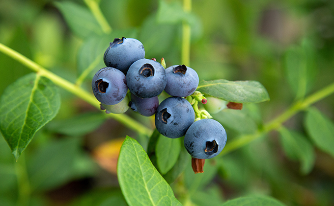 【2024年6月上旬以降順次発送】ブルーベリージェラート　6個入り【配送不可：離島】