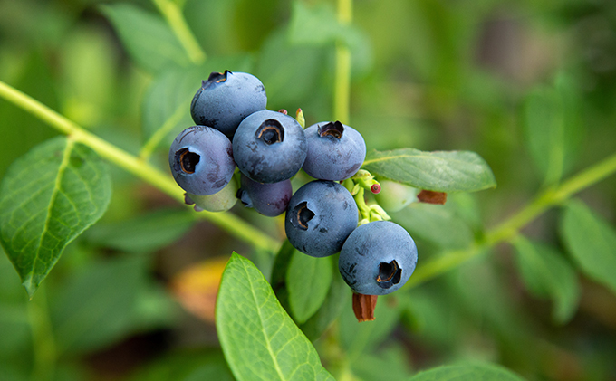 【2024年6月上旬以降順次発送】ブルーベリージェラート　12個入り【配送不可：離島】