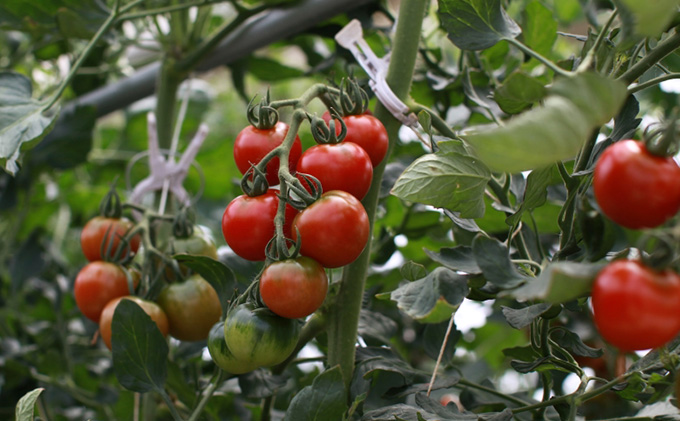 機能性表示食品 Hapitoma ハピトマ 3種盛り（1.2kg）【配送不可：離島】