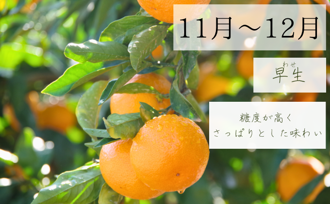 【2025年10月以降順次発送】日下みかん サイズ混合 2S～2L 10kg 秀品 果物類 柑橘類 フルーツ 農薬 有機肥料 光センサー 高品質 おいしい