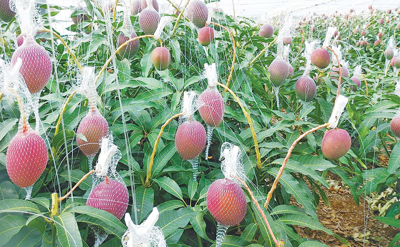 【受付期間:2025年7月10日まで】完熟マンゴー 浜松赤土産 1.1kg以上～1.2kg未満 期間限定 フルーツ 贅沢 果物 果汁 芳醇 上質 濃厚 ジューシー 食品 デザート おやつ ご褒美 高糖度 国産 産地直送 特産品　浜松市