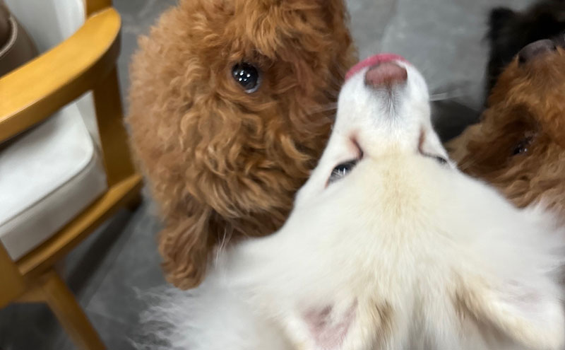 愛犬と絆を深めるごほうびトリーツ「Dryeel 70g×3袋」おやつ うなぎ 静岡県 浜松市 【2026年1月15日以降順次発送】