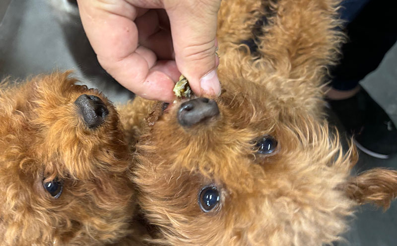 愛犬と絆を深めるごほうびトリーツ「Dryeelあらけずり70ｇ×3袋」 おやつ うなぎ 静岡県 浜松市 【2026年1月15日以降順次発送】