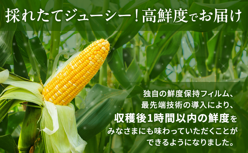 とうもろこし 先行予約 甘々娘 または 甘太郎 約8～12本 春のテルもろこし 個包装 レンジ調理 レンチン 野菜 夏 旬 冷蔵 冷蔵配送 静岡 静岡県 浜松市 6月下旬頃より順次発送 配送不可：離島