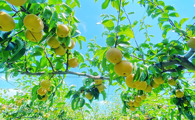 【8月下旬より順次配送】朝採り！品種おまかせ完熟露地梨3kg【配送不可：離島】 ナシ 果物 フルーツ