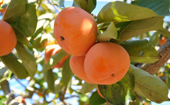 【2025年11月中旬より順次発送】幻の 次郎柿 2L 3kg 12個 贈答用 大玉 11月中旬より順次発送 柿 かき 果物 くだもの フルーツ 旬の果物 旬のフルーツ 秋の味覚 静岡県 浜松市