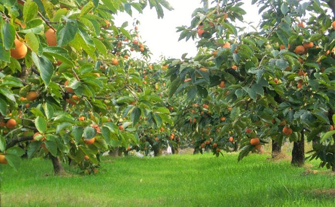 【2025年11月中旬より順次発送】【秋の味覚】幻の柿 次郎柿！木成り完熟の逸品6個入り（1.5kg） 果物 フルーツ かき 冬の味覚 産地直送 静岡県産 浜松市産 ギフト