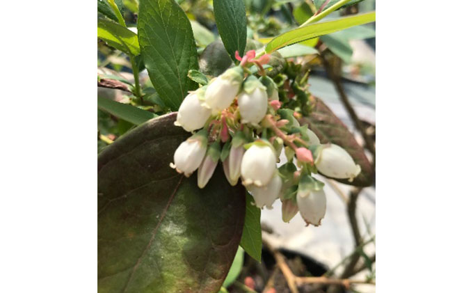 【2024年4月下旬より順次発送】太陽いっぱい大地のジュエリー【浜松産ブルーベリー】400g【配送不可：離島】