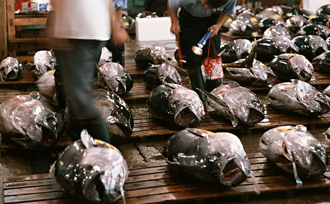 天然 南まぐろ 赤身 切り落とし 1kg 刺身 刺し身 まぐろ 鮪 マグロ 南マグロ 魚 魚介 魚介類 高級 まぐろ赤身 まぐろ切り落とし 天然まぐろ ミナミマグロ 静岡 静岡県 浜松市