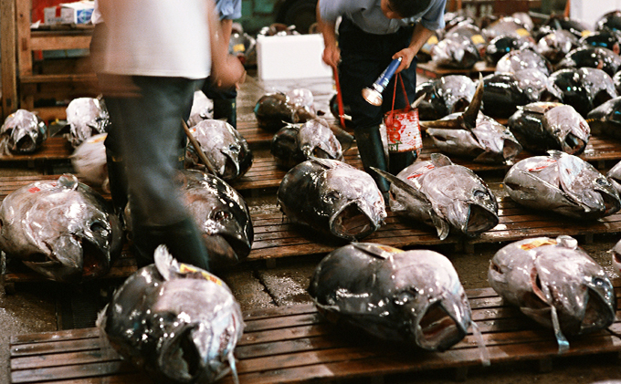 【定期便6回】脂びん長まぐろ 切落し【配送不可：離島】