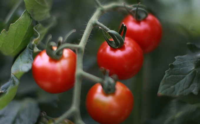 機能性表示食品 Hapitoma ハピトマ 糖度8（1kg）【配送不可：離島】