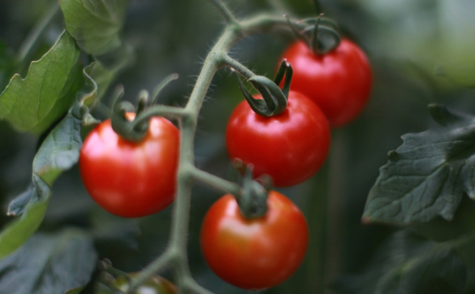 機能性表示食品 Hapitoma ハピトマ 糖度10（1kg）【配送不可：離島】