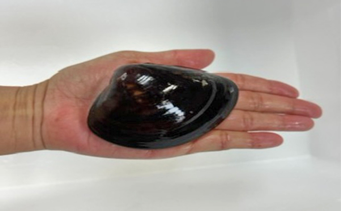 浜名湖産 特大はまぐり 1kg【配送不可：北海道・沖縄・離島】 たっぷり 栄養 貝柱 ぷりぷり 食感 美味しい 浜松市