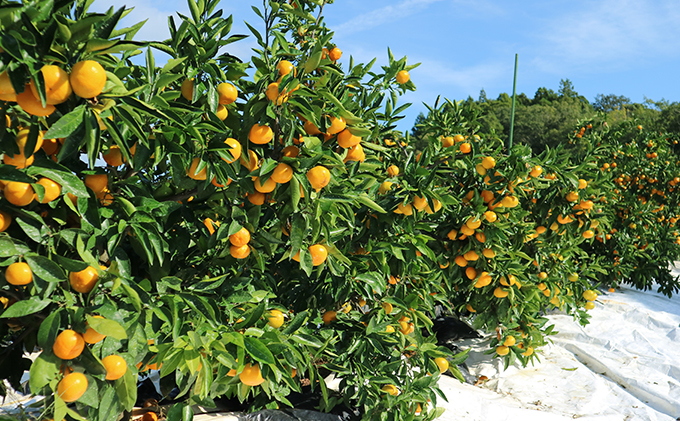 【2025年10月下旬より順次発送】三ヶ日みかん（極早生3kg）光センサー選果 果物類 柑橘類 フルーツ 安全 おいしい 高糖度 濃厚 甘い サイズ混在 静岡県 浜松市