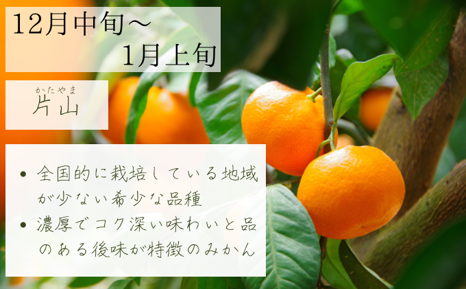 【2025年10月以降順次発送】日下みかん サイズ混合 2S～2L 10kg 秀品 果物類 柑橘類 フルーツ 農薬 有機肥料 光センサー 高品質 おいしい