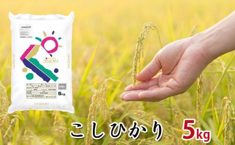【令和7年度産】静岡県産米『こしひかり』精米5kg お米 コシヒカリ 米 こめ 静岡 浜松