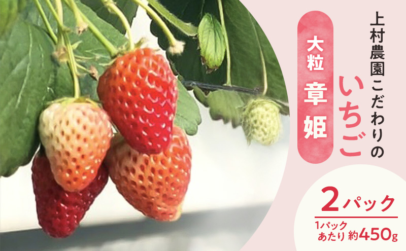 上村農園 こだわりのいちご 大粒章姫 2パック (1パックあたり約450g) イチゴ あまい おいしい 静岡 浜松市【配送不可：沖縄・離島】