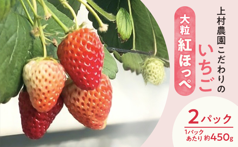 上村農園 こだわりのいちご 大粒紅ほっぺ 2パック (1パックあたり約450g) イチゴ あまい おいしい 静岡 浜松市【配送不可：沖縄・離島】