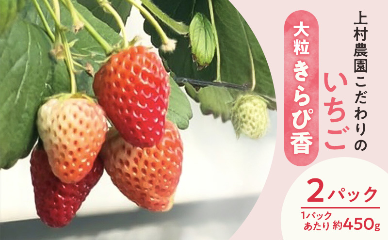 上村農園 こだわりのいちご 大粒きらぴ香 2パック (1パックあたり約450g) イチゴ あまい おいしい 静岡 浜松市【配送不可：沖縄・離島】