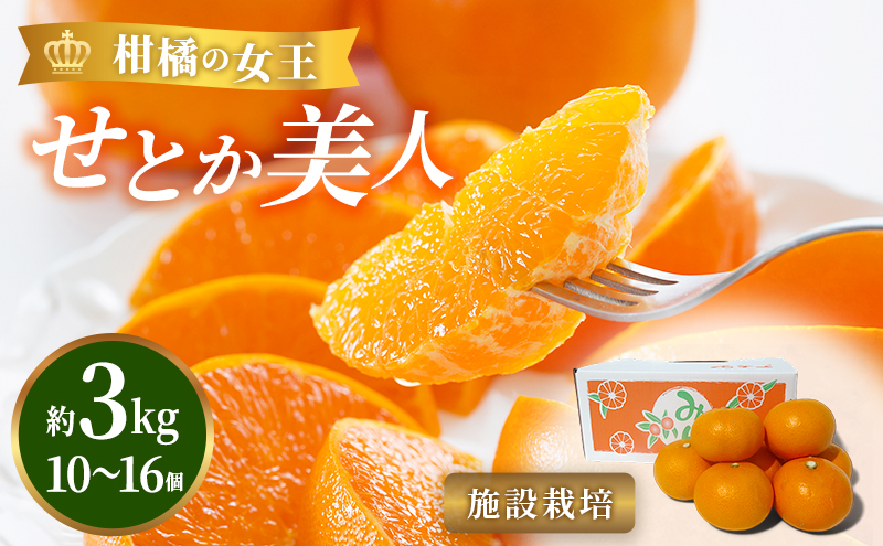 【2026年3月頃より順次発送】柑橘の女王『せとか美人』施設栽培 約3kg 果物類 柑橘類 フルーツ 静岡県産
