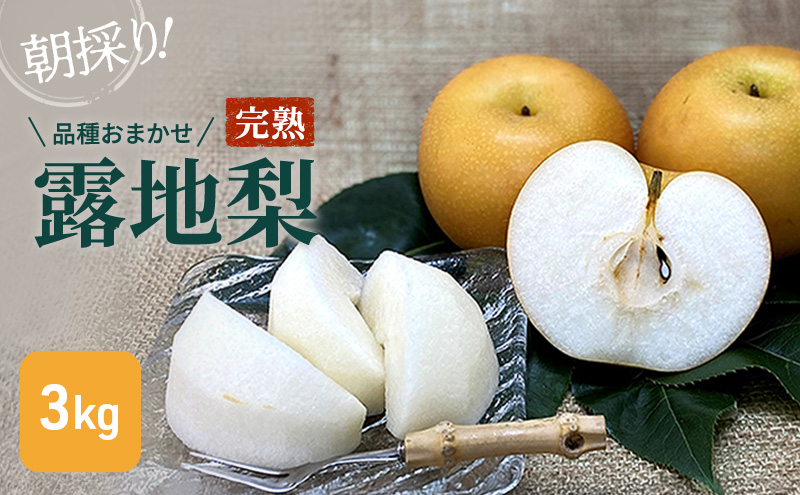 【8月下旬より順次配送】朝採り！品種おまかせ完熟露地梨3kg【配送不可：離島】 ナシ 果物 フルーツ