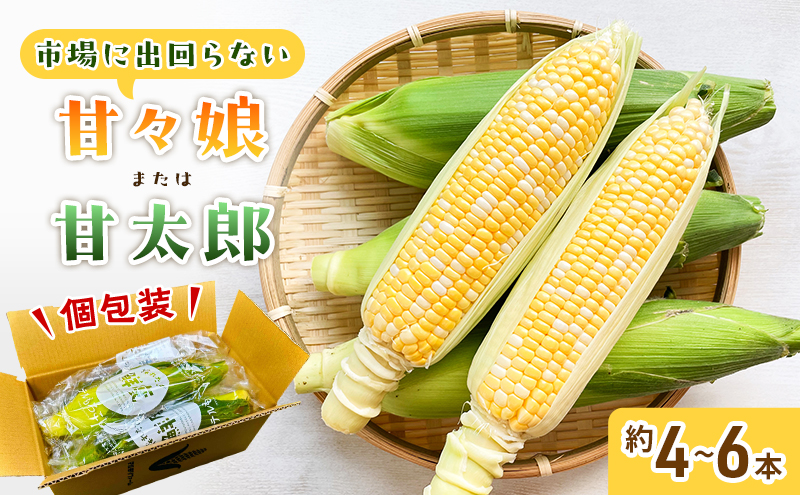 とうもろこし 先行予約 甘々娘 または 甘太郎 約4～6本 春のテルもろこし 個包装 レンジ調理 レンチン 野菜 夏 旬 冷蔵 冷蔵配送 静岡 静岡県 浜松市 6月下旬頃より順次発送 配送不可：離島