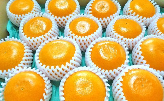 【2026年3月頃より順次発送】柑橘の女王『せとか美人』 果物類 みかん 柑橘類