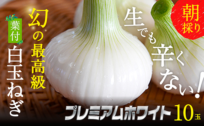 浜松篠原産【葉付新白玉ねぎ】プレミアムホワイト10玉【A級品L玉】