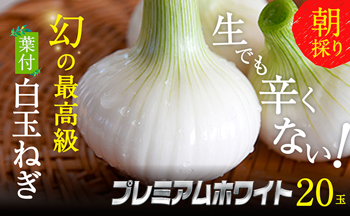 浜松篠原産【葉付新白玉ねぎ】プレミアムホワイト20玉【A級品L玉】