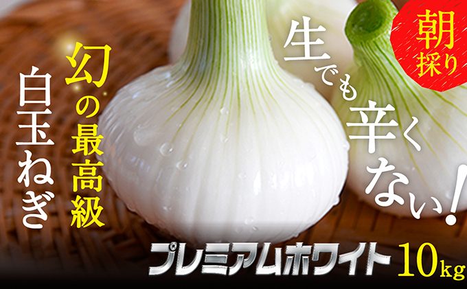 浜松篠原産新白玉ねぎプレミアムホワイト10キロ【無選別品】