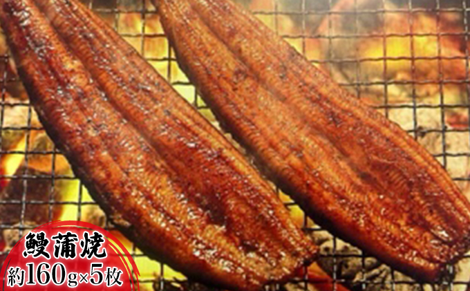【2025年8月15日頃～順次発送予定】浜名湖産鰻　蒲焼 約160g×5本 セット 土用の丑の日 丑の日 うなぎ 浜松 静岡県産