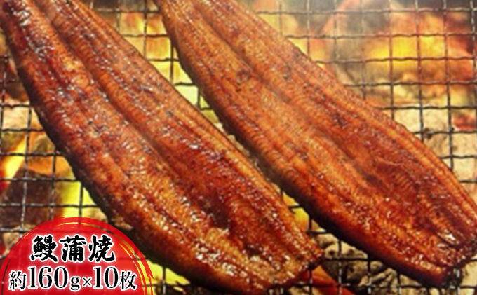 【2025年8月15日頃～順次発送予定】浜名湖産鰻　蒲焼 約160g×10本 セット 土用の丑の日 丑の日 うなぎ 静岡県産 浜松