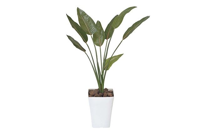 光の楽園　ストレチア 1.1【配送不可：北海道・沖縄・離島】