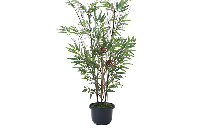 光の楽園　黒竹＆南天1.0【配送不可：北海道・沖縄・離島】