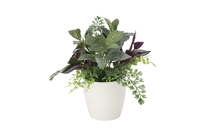 光の楽園　ミックスグリーンS【配送不可：北海道・沖縄・離島】