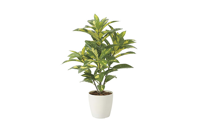 光の楽園　クロトン【配送不可：北海道・沖縄・離島】