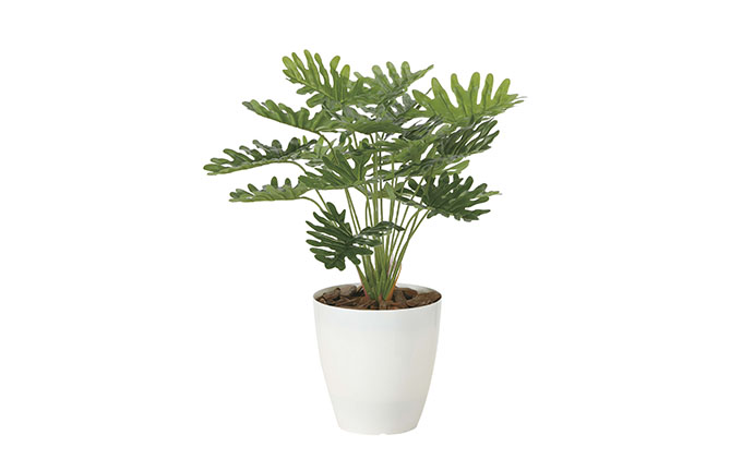 光の楽園　フレッシュクッカバラ【配送不可：北海道・沖縄・離島】