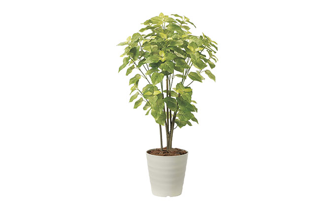 光の楽園　ペリーラ1.0【配送不可：北海道・沖縄・離島】