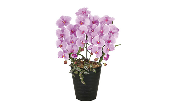 光の楽園　プリンセス胡蝶蘭L【配送不可：北海道・沖縄・離島】