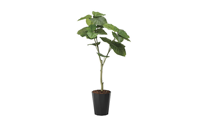 光の楽園　ウンベラータ1.35【配送不可：北海道・沖縄・離島】