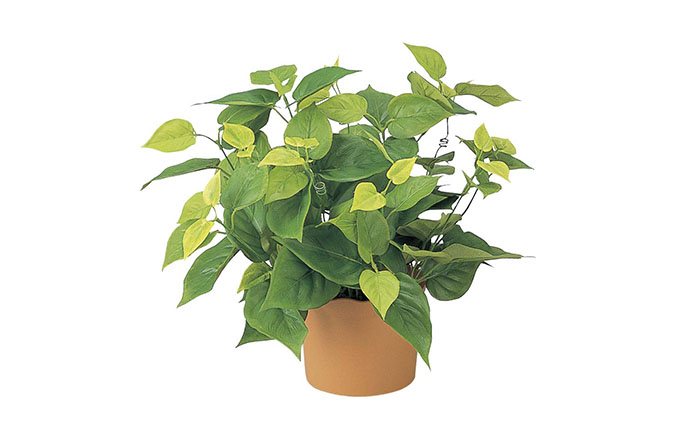 光の楽園 ライムポトス 光触媒 フェイクグリーン フェイクフラワー 造花 フェイク 観葉植物 消臭 抗菌 防汚 ホルムアルデヒド 分解 インテリア 静岡 静岡県 浜松市 【配送不可：北海道・沖縄・離島】