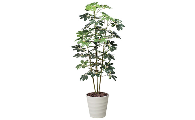 光の楽園　カポック斑入り1.5【配送不可：北海道・沖縄・離島】