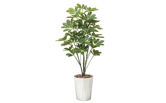 光の楽園　シェフレラ90【配送不可：北海道・沖縄・離島】