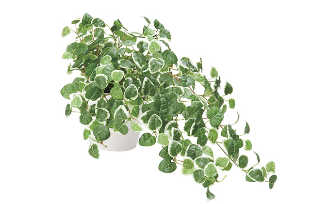 光の楽園 プミラ 光触媒 フェイクグリーン フェイクフラワー 造花 フェイク 観葉植物 消臭 抗菌 防汚 ホルムアルデヒド 分解 インテリア 静岡 静岡県 浜松市 【配送不可：北海道・沖縄・離島】