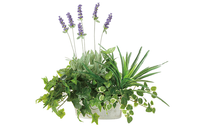 光の楽園　寄せ植えラベンダー【配送不可：北海道・沖縄・離島】