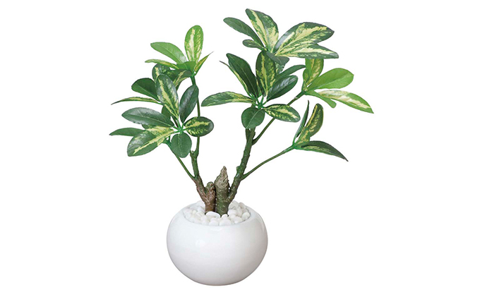 光の楽園　シェフレラポット【配送不可：北海道・沖縄・離島】