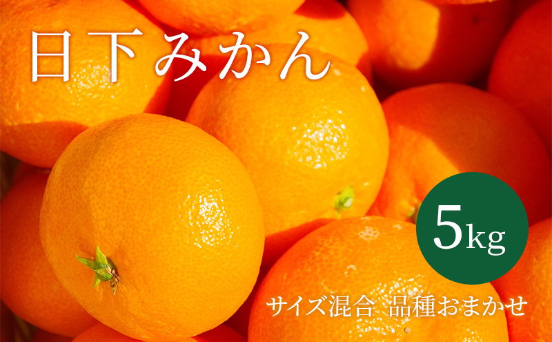 【2025年10月以降順次発送】日下みかん サイズ混合 2S～2L 5kg 秀品 果物類 柑橘類 フルーツ 農薬 有機肥料 光センサー 高品質 おいしい