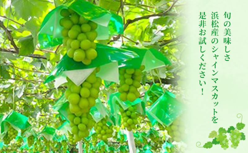 浜松市産シャインマスカット約300gパック×3セット　果物 フルーツ シャインマスカット マスカット 皮ごと 種なし 甘い ジューシー 浜松市 静岡
