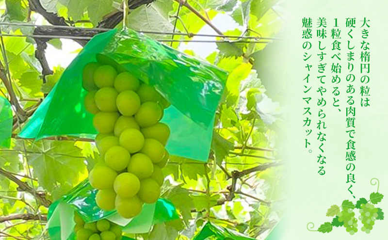 浜松市産シャインマスカット約300gパック×5セット　果物 フルーツ シャインマスカット マスカット 皮ごと 種なし 甘い ジューシー 浜松市 静岡